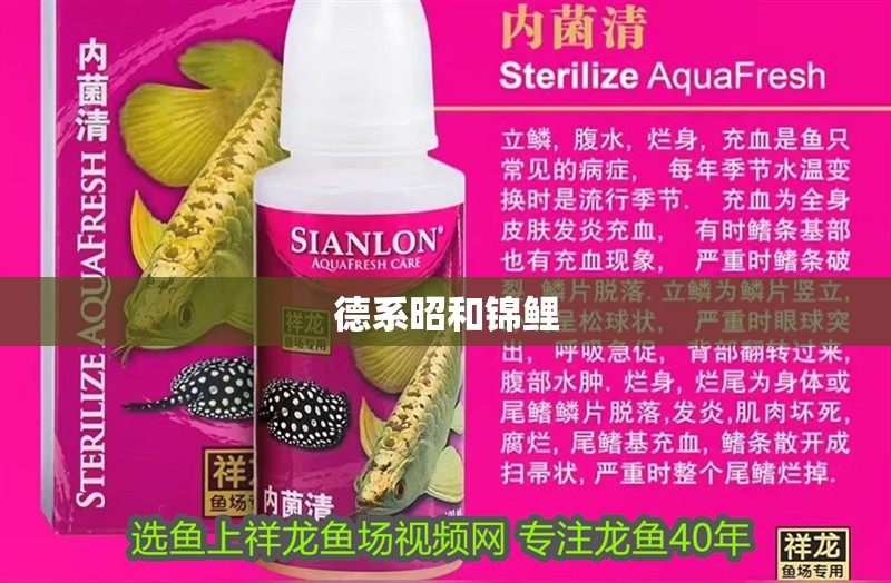 德系昭和錦鯉 德系昭和錦鯉 龍魚論壇