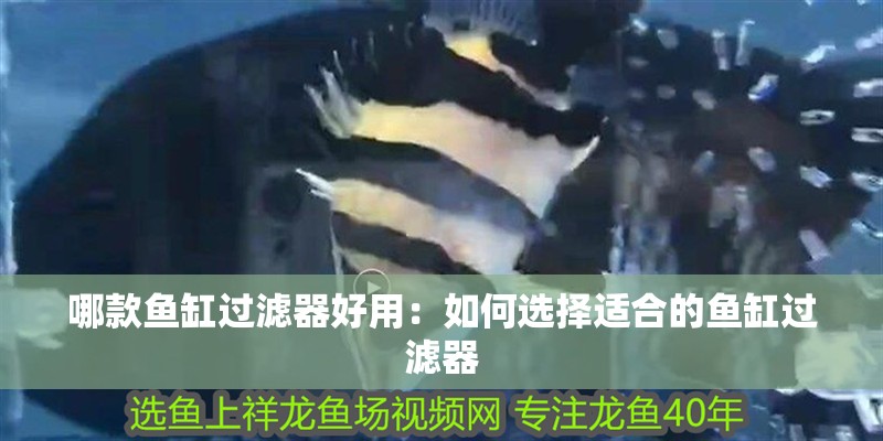 哪款魚缸過濾器好用：如何選擇適合的魚缸過濾器