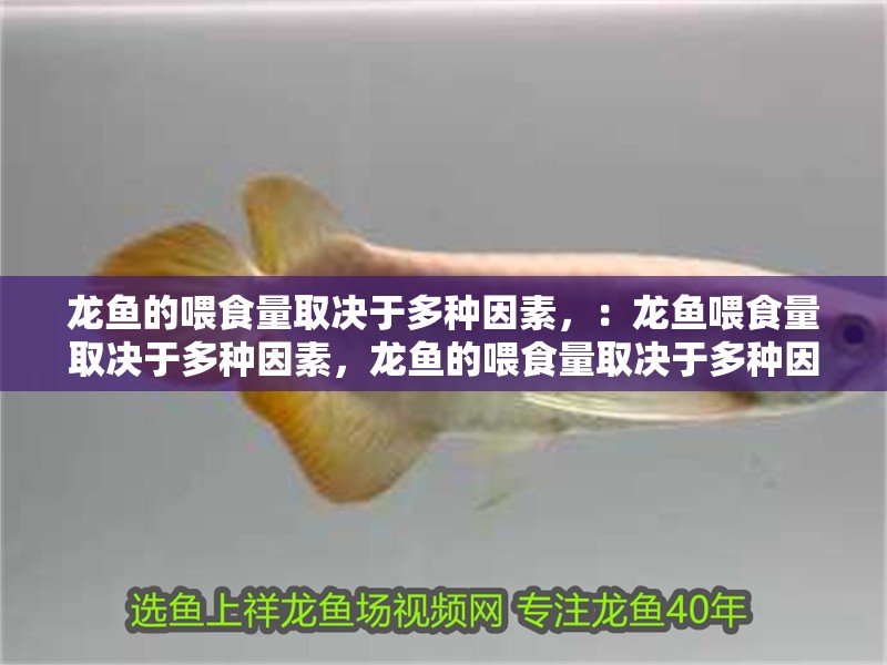 龍魚的喂食量取決于多種因素，：龍魚喂食量取決于多種因素，龍魚的喂食量取決于多種因素