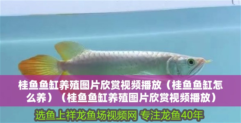 桂魚(yú)魚(yú)缸養(yǎng)殖圖片欣賞視頻播放（桂魚(yú)魚(yú)缸怎么養(yǎng)）（桂魚(yú)魚(yú)缸養(yǎng)殖圖片欣賞視頻播放）