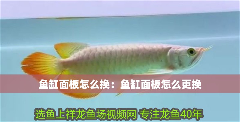 魚缸面板怎么換：魚缸面板怎么更換 魚缸面板怎么換：魚缸面板怎么更換 魚缸百科