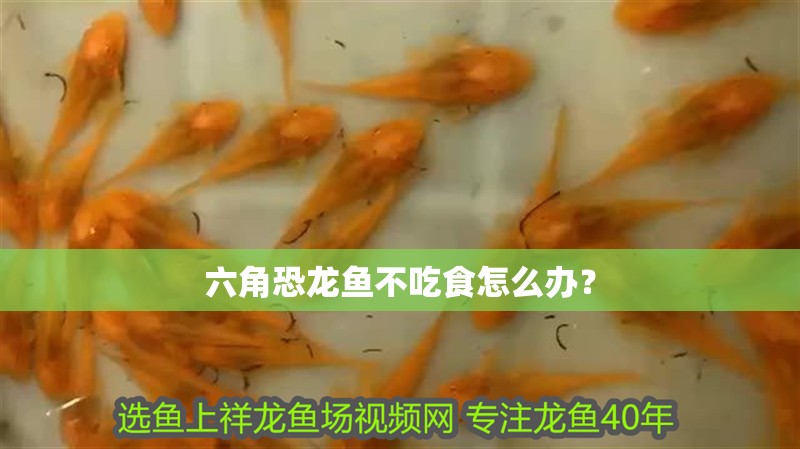 六角恐龍魚不吃食怎么辦？
