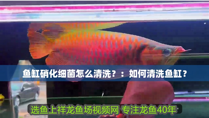 魚缸硝化細菌怎么清洗？：如何清洗魚缸？