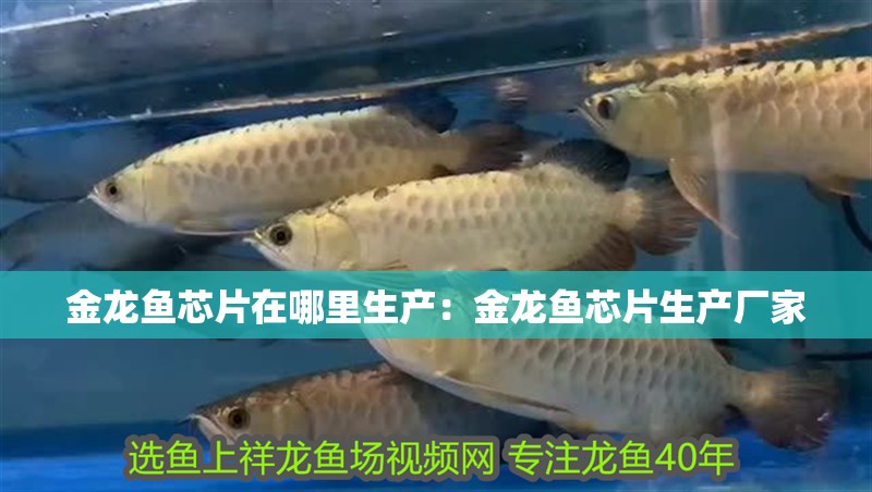 金龍魚芯片在哪里生產(chǎn)：金龍魚芯片生產(chǎn)廠家