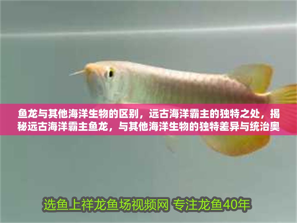 魚龍與其他海洋生物的區別，遠古海洋霸主的獨特之處，揭秘遠古海洋霸主魚龍，與其他海洋生物的獨特差異與統治奧秘 魚龍與其他海洋生物的區別，遠古海洋霸主的獨特之處，揭秘遠古海洋霸主魚龍，與其他海洋生物的獨特差異與統治奧秘 龍魚百科 第1張