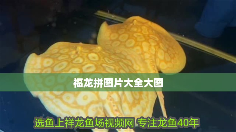 福龍拼圖片大全大圖