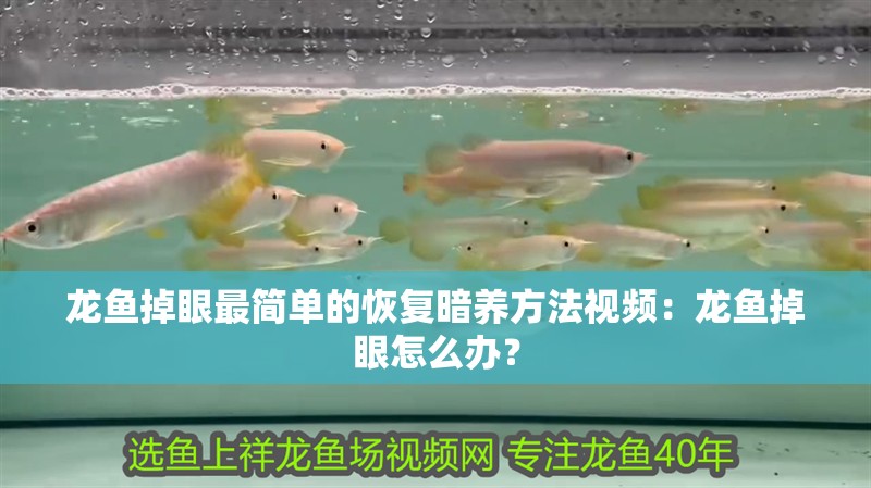 龍魚掉眼最簡單的恢復暗養方法視頻：龍魚掉眼怎么辦？