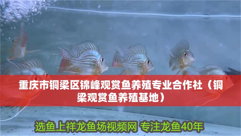 重慶市銅梁區錦峰觀賞魚養殖專業合作社（銅梁觀賞魚養殖基地）