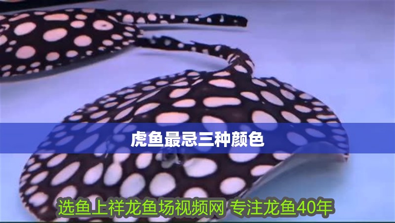 虎魚(yú)最忌三種顏色