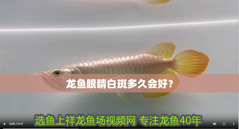 魚缸用增氧泵價格是多少:魚缸增氧機-xtrac增氧機-xtrac增氧機 龍魚眼睛白斑多久會好? 龍魚論壇 龍魚眼睛白斑多久會好? 龍魚眼睛白斑多久會好? 龍魚論壇