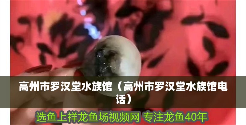 <strong><mark>高州</mark></strong>市羅漢堂水族館（<strong><mark>高州</mark></strong>市羅漢堂水族館電話）