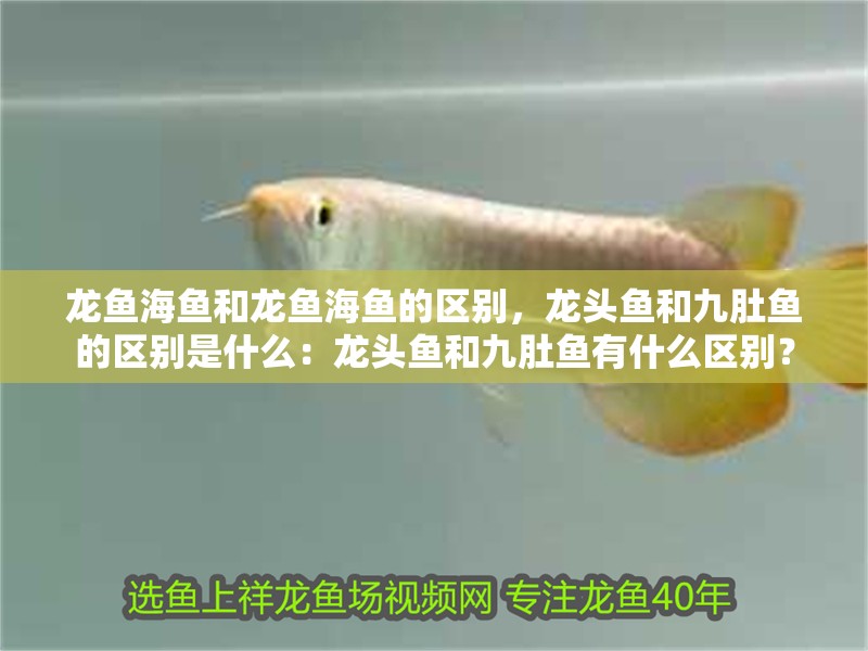 龍魚海魚和龍魚海魚的區別，龍頭魚和九肚魚的區別是什么：龍頭魚和九肚魚有什么區別？