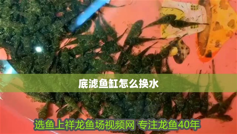 底濾魚缸怎么換水 底濾魚缸怎么換水 魚缸百科