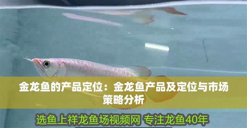 金龍魚的產品定位：金龍魚產品及定位與市場策略分析 金龍魚的產品定位：金龍魚產品及定位與市場策略分析 龍魚百科