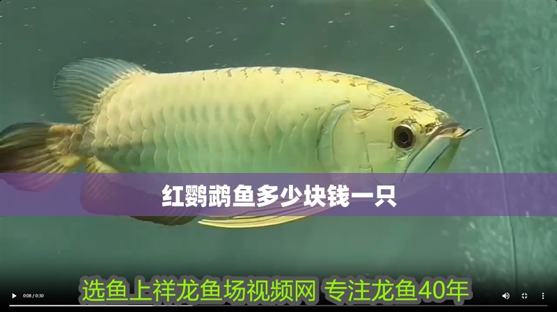 紅鸚鵡魚多少塊錢一只 紅鸚鵡魚多少塊錢一只 龍魚論壇