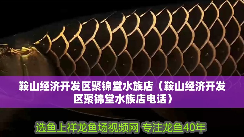 <strong><mark>鞍山</mark></strong>經濟開發區聚錦堂水族店（<strong><mark>鞍山</mark></strong>經濟開發區聚錦堂水族店電話）