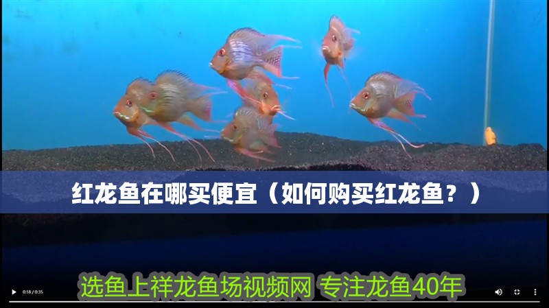 紅龍魚在哪買便宜（如何購買紅龍魚？）