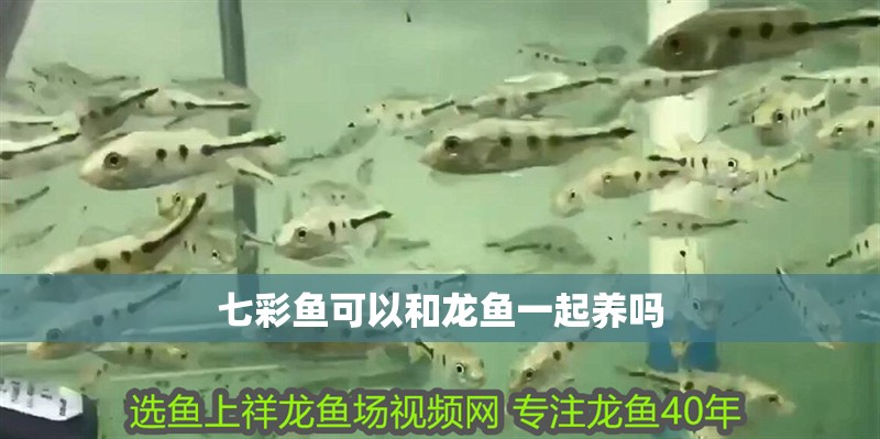 魚缸過濾器選購指南:自制魚缸過濾器魚缸上置過濾器對于養魚愛好者的必備知識 七彩魚可以和龍魚一起養嗎 龍魚百科 七彩魚可以和龍魚一起養嗎 七彩魚可以和龍魚一起養嗎 龍魚百科