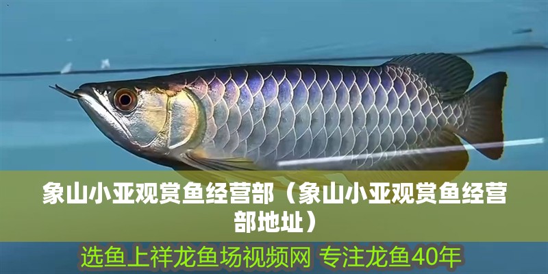 象山小亞觀賞魚經營部（象山小亞觀賞魚經營部地址）