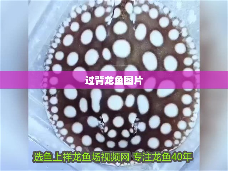 過背龍魚圖片