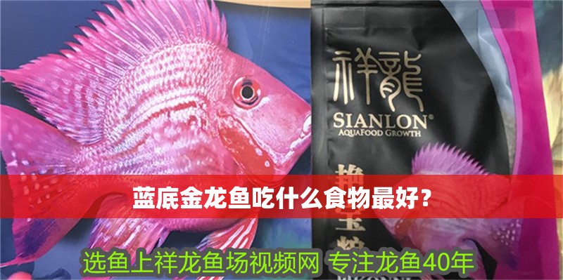 藍(lán)底金龍魚吃什么食物最好？ 藍(lán)底金龍魚吃什么食物最好？ 龍魚論壇