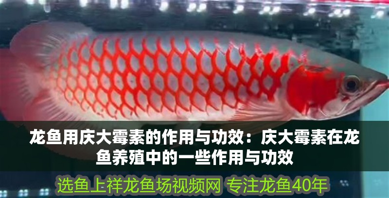 龍魚用慶大霉素的作用與功效：慶大霉素在龍魚養(yǎng)殖中的一些作用與功效