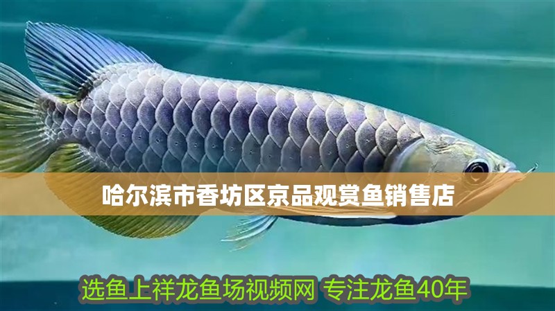 哈爾濱市香坊區京品觀賞魚銷售店