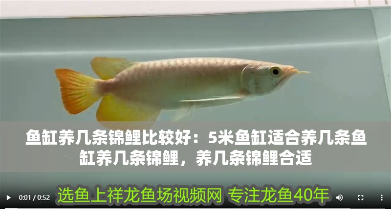 魚缸養(yǎng)幾條錦鯉比較好：5米魚缸適合養(yǎng)幾條魚缸養(yǎng)幾條錦鯉，養(yǎng)幾條錦鯉合適