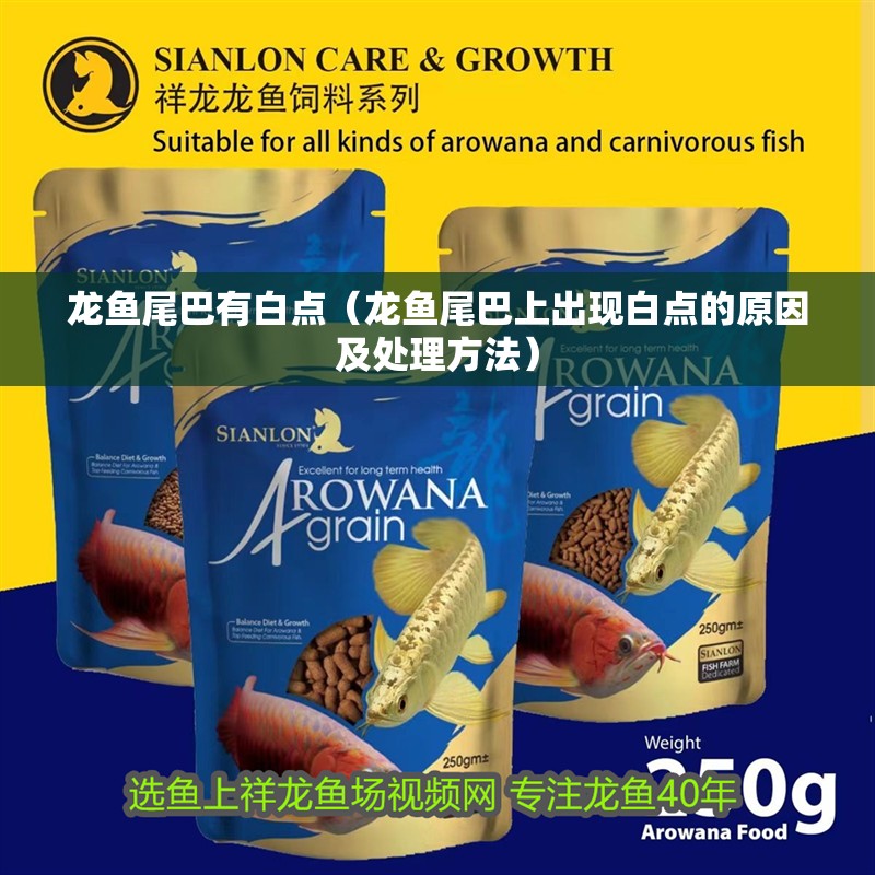 龍魚(yú)尾巴有白點(diǎn)（龍魚(yú)尾巴上出現(xiàn)白點(diǎn)的原因及處理方法）