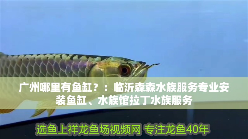 我的虎魚真菌感染了要怎么處理 廣州哪里有魚缸?:臨沂森森水族服務專業安裝魚缸、水族館拉丁水族服務 魚缸百科 廣州哪里有魚缸?:臨沂森森水族服務專業安裝魚缸、水族館拉丁水族服務 廣州哪里有魚缸?:臨沂森森水族服務專業安裝魚缸、水族館拉丁水族服務 魚缸百科