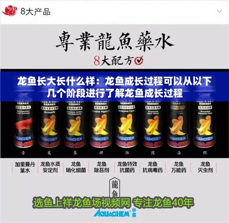 給大魚缸換水的作文:體驗給大魚缸換水的樂趣:體驗給大魚缸換水:給大魚缸換水的作文 龍魚長大長什么樣:龍魚成長過程可以從以下幾個階段進行了解龍魚成長過程 龍魚百科 龍魚長大長什么樣:龍魚成長過程可以從以下幾個階段進行了解龍魚成長過程 龍魚長大長什么樣:龍魚成長過程可以從以下幾個階段進行了解龍魚成長過程 龍魚百科