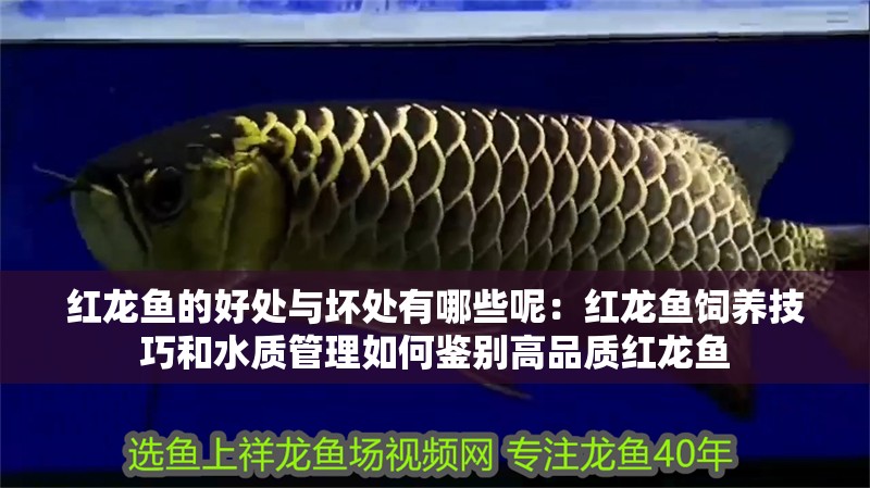 紅龍魚的好處與壞處有哪些呢：紅龍魚飼養(yǎng)技巧和水質(zhì)管理如何鑒別高品質(zhì)紅龍魚