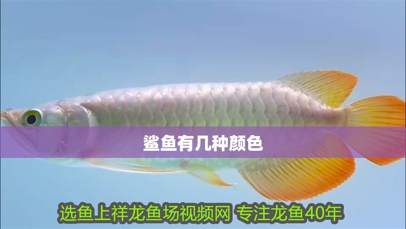 鯊魚有幾種顏色