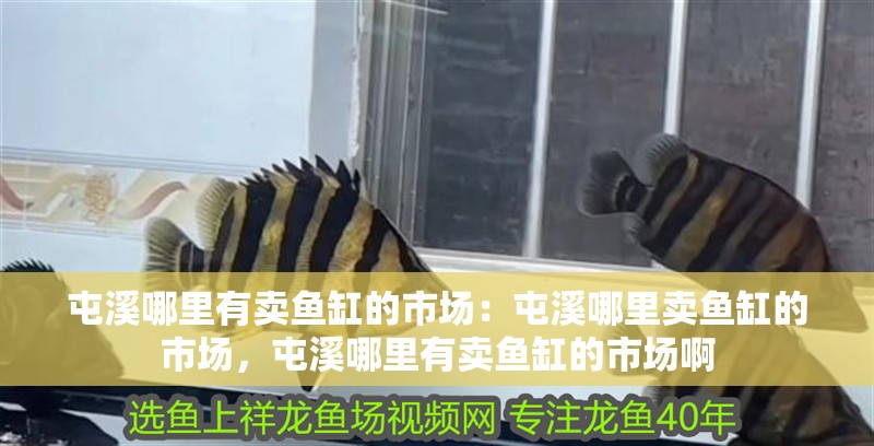 屯溪哪里有賣魚缸的市場：屯溪哪里賣魚缸的市場，屯溪哪里有賣魚缸的市場啊
