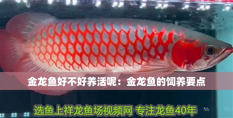 金龍魚(yú)好不好養(yǎng)活呢：金龍魚(yú)的飼養(yǎng)要點(diǎn)
