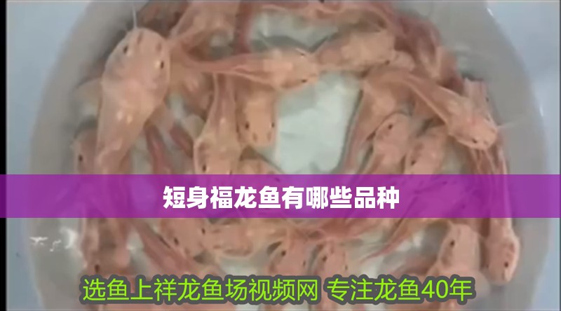 短身福龍魚(yú)有哪些品種