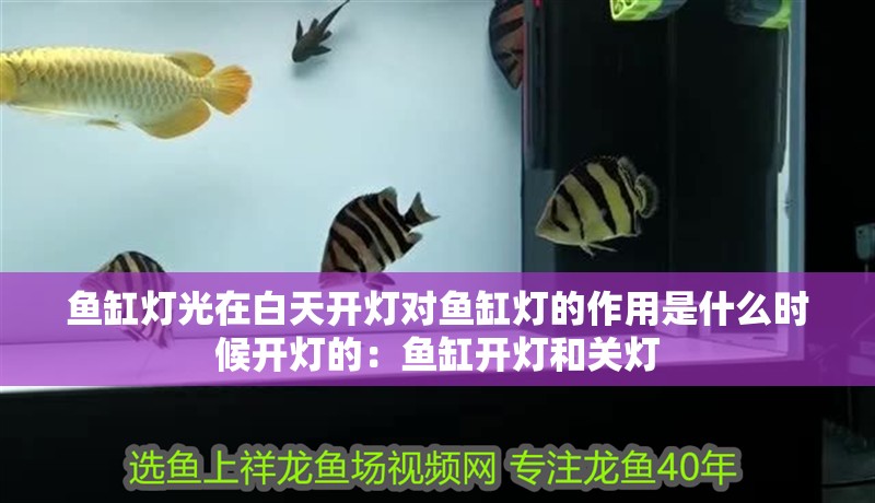 魚缸燈光在白天開燈對魚缸燈的作用是什么時候開燈的：魚缸開燈和關燈 魚缸燈光在白天開燈對魚缸燈的作用是什么時候開燈的：魚缸開燈和關燈 魚缸百科