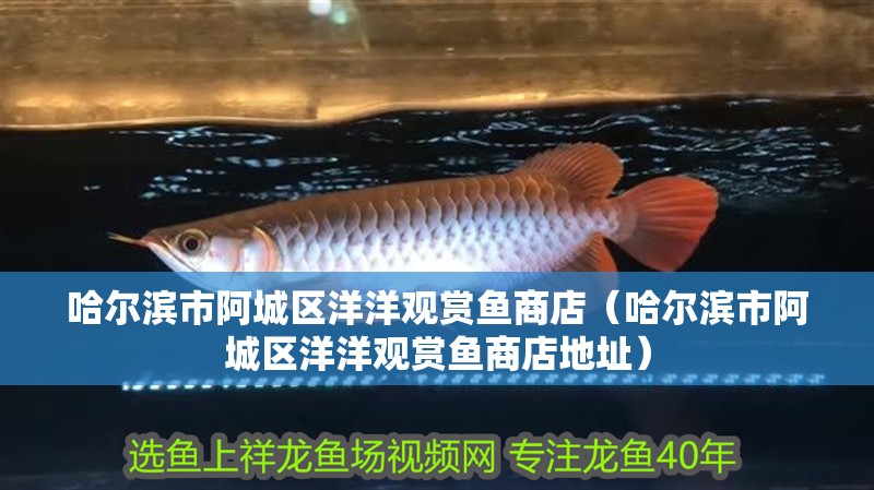 哈爾濱市阿城區洋洋觀賞魚商店（哈爾濱市阿城區洋洋觀賞魚商店地址） 哈爾濱市阿城區洋洋觀賞魚商店（哈爾濱市阿城區洋洋觀賞魚商店地址） 全國水族館企業名錄