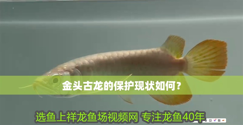 金頭古龍的保護現狀如何？ 金頭古龍的保護現狀如何？ 龍魚論壇