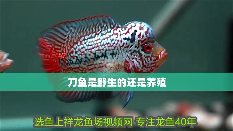 刀魚是野生的還是養殖