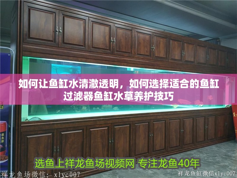 如何讓魚缸水清澈透明，如何選擇適合的魚缸過濾器魚缸水草養護技巧 如何讓魚缸水清澈透明，如何選擇適合的魚缸過濾器魚缸水草養護技巧 龍魚百科