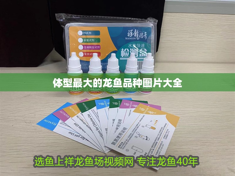 體型最大的龍魚品種圖片大全