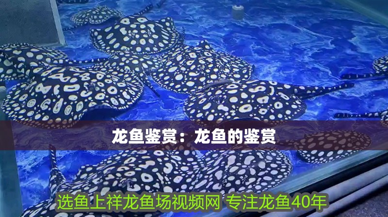 龍魚鑒賞：龍魚的鑒賞