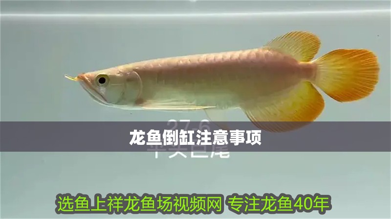 龍魚倒缸注意事項(xiàng)