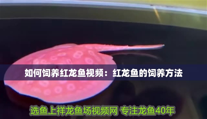 如何飼養(yǎng)紅龍魚視頻：紅龍魚的飼養(yǎng)方法