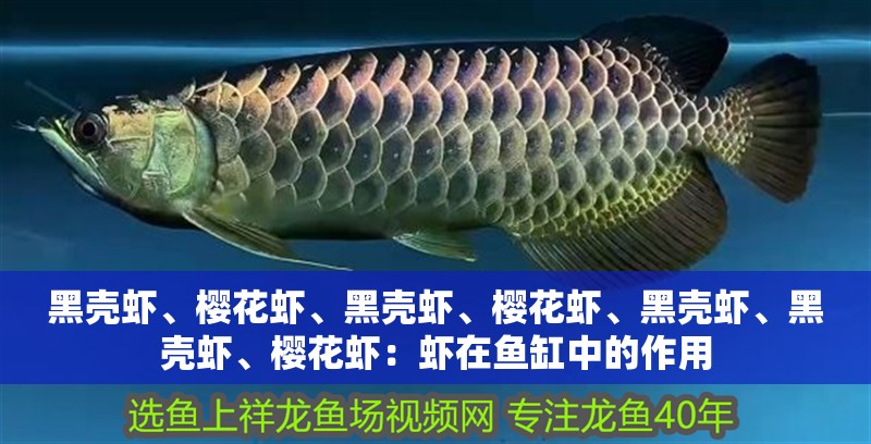 黑殼蝦、櫻花蝦、黑殼蝦、櫻花蝦、黑殼蝦、黑殼蝦、櫻花蝦：蝦在魚缸中的作用 黑殼蝦、櫻花蝦、黑殼蝦、櫻花蝦、黑殼蝦、黑殼蝦、櫻花蝦：蝦在魚缸中的作用 魚缸百科