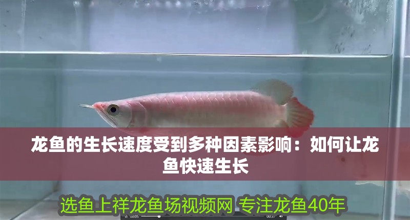龍魚的生長速度受到多種因素影響：如何讓龍魚快速生長 龍魚的生長速度受到多種因素影響：如何讓龍魚快速生長 龍魚百科