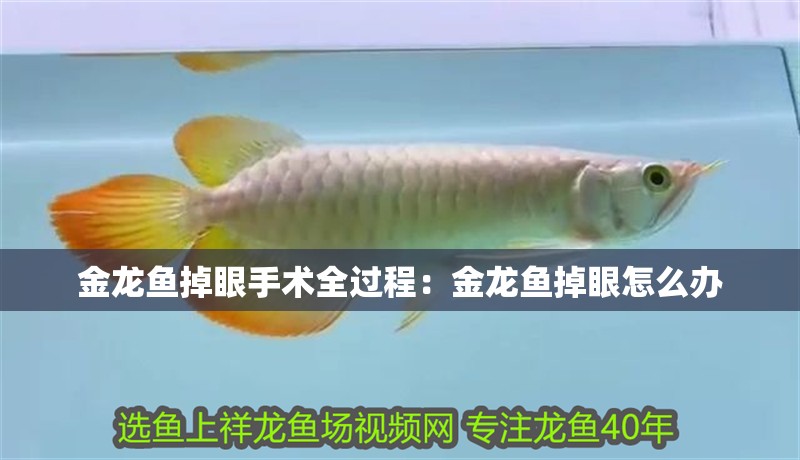 金龍魚掉眼手術全過程：金龍魚掉眼怎么辦
