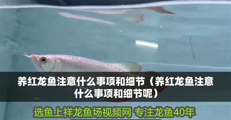 養(yǎng)紅龍魚注意什么事項和細節(jié)（養(yǎng)紅龍魚注意什么事項和細節(jié)呢）