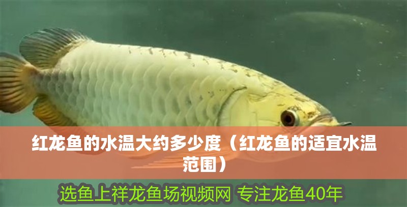 紅龍魚的水溫大約多少度（紅龍魚的適宜水溫范圍）